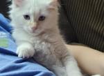 Waffle - Domestic Kitten For Sale - Parker&comma; CO&comma; US