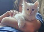 Waffle - Domestic Kitten For Sale - 