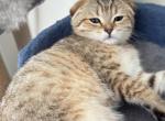 Tilly - Scottish Fold Kitten For Sale - 