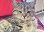 Teddy - Scottish Straight Kitten For Sale - 