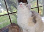 Daniela ragdoll shorthair - Ragdoll Kitten For Sale - Oregon&comma; IL&comma; US