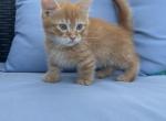 Firecracker - Munchkin Kitten For Sale - West Branch&comma; MI&comma; US