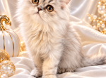 MISTY - Persian Kitten For Sale - Sand Lake&comma; FL&comma; US