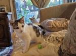 Rebel1 - Ragdoll Kitten For Sale - Overland Park&comma; KS&comma; US