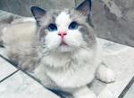 Ken - Ragdoll Cat For Sale/Retired Breeding - Saint Clair&comma; MI&comma; US