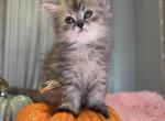 Nube's Litter - Persian Kitten For Sale - 