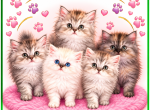 Nube's Litter - Persian Kitten For Sale - Sand Lake&comma; FL&comma; US