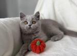 British Shorthair Lilac Girl - British Shorthair Kitten For Sale - Shakopee&comma; MN&comma; US