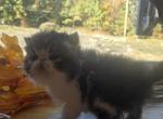 Brown Tabby Persian Male Kitten - Persian Kitten For Sale - Brooklyn&comma; NY&comma; US