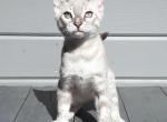 Lumi - Bengal Kitten For Sale - Miami&comma; FL&comma; US