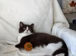 Scottish boy - Scottish Straight Kitten For Sale - Shakopee&comma; MN&comma; US