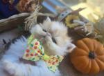 Red White Exotic Shorthair Male Kitten - Exotic Kitten For Sale - Brooklyn&comma; NY&comma; US
