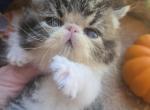 Brown Tabby Exotic Shorthair Male Kitten - Exotic Kitten For Sale - Stroudsburg&comma; PA&comma; US