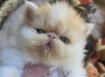 Red White Persian Male Kitten - Persian Kitten For Sale - Stroudsburg&comma; PA&comma; US