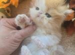 Red White Persian Female Kitten - Persian Kitten For Sale - Stroudsburg&comma; PA&comma; US
