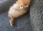 Red White Exotic Shorthair Female Kitten - Exotic Kitten For Sale - Stroudsburg&comma; PA&comma; US