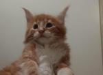 Chewy - Maine Coon Kitten For Sale - 
