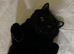 Mash - British Shorthair Cat For Sale/Service - Romeoville&comma; IL&comma; US