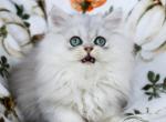 Arlo - Persian Kitten For Sale - Boiling Springs&comma; PA&comma; US