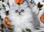 Apollo - Persian Kitten For Sale - Boiling Springs&comma; PA&comma; US