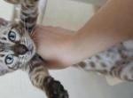 Ayla - Bengal Kitten For Sale - Miami&comma; FL&comma; US