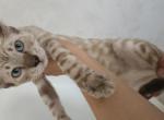 Kai - Bengal Kitten For Sale - Miami&comma; FL&comma; US