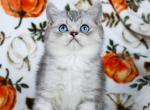 Ace - Exotic Kitten For Sale - Boiling Springs&comma; PA&comma; US