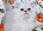 Liam - Persian Kitten For Sale - Boiling Springs&comma; PA&comma; US