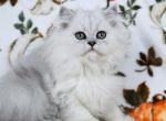 Lila - Persian Kitten For Sale - Boiling Springs&comma; PA&comma; US