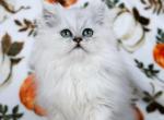 Lily - Persian Kitten For Sale - Boiling Springs&comma; PA&comma; US