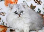 Luka - Persian Kitten For Sale - Boiling Springs&comma; PA&comma; US