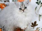 Spencer - Persian Kitten For Sale - Boiling Springs&comma; PA&comma; US