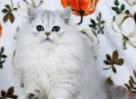 Sawyer - Persian Kitten For Sale - Boiling Springs&comma; PA&comma; US