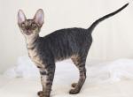 Verenas Rex  Paul - Cornish Rex Kitten For Sale