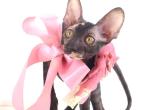 Verenas Rex Olly - Cornish Rex Kitten For Sale - 