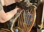 Forest - American Bobtail Kitten For Sale - King Of Prussia&comma; PA&comma; US