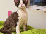 Dora - Devon Rex Kitten For Sale - San Jose&comma; CA&comma; US