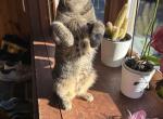 Bobtaile wonderful paws and tail - American Bobtail Kitten For Sale - 