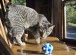 American cat American Bobtail - American Bobtail Kitten For Sale - 