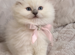 SalemandCeleste - Ragdoll Kitten For Sale - Franklin&comma; OH&comma; US
