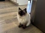 Isla - Ragdoll Cat For Adoption - 