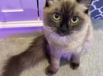 Milan - Ragdoll Cat For Sale - Jacksonville&comma; NC&comma; US
