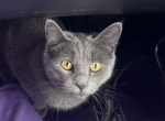 Puma - Domestic Cat For Sale - 