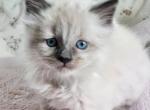 Ragdoll Male - Ragdoll Kitten For Sale - 