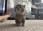 Ophelia - British Shorthair Kitten For Sale - 