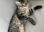 American bobtail - American Bobtail Kitten For Sale - Agawam&comma; MA&comma; US