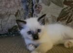 Nala - Ragdoll Kitten For Sale - Overland Park&comma; KS&comma; US