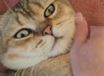 Theo - Scottish Straight Kitten For Sale - New York&comma; NY&comma; US