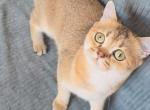 Iris - Scottish Straight Kitten For Sale - New York&comma; NY&comma; US