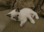Savanna - Ragdoll Kitten For Sale - Overland Park&comma; KS&comma; US